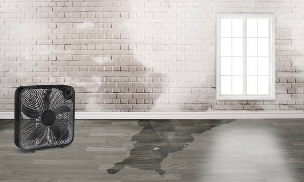 Best Carpet water damage restoration  in Walden, NY